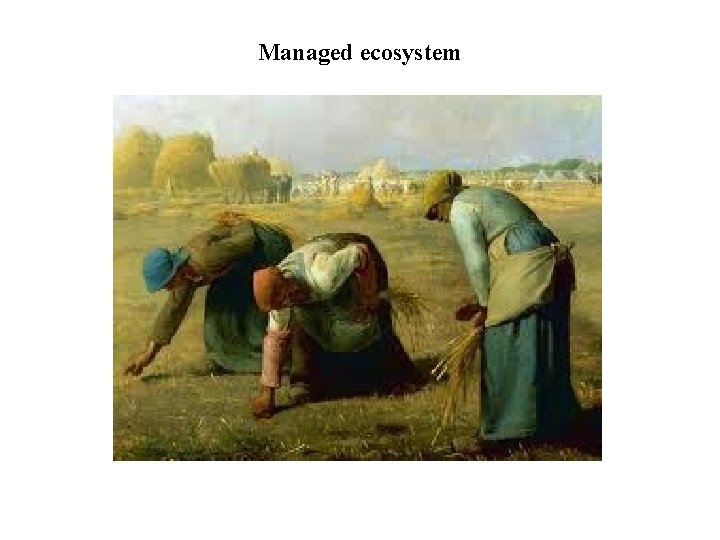 Managed ecosystem 