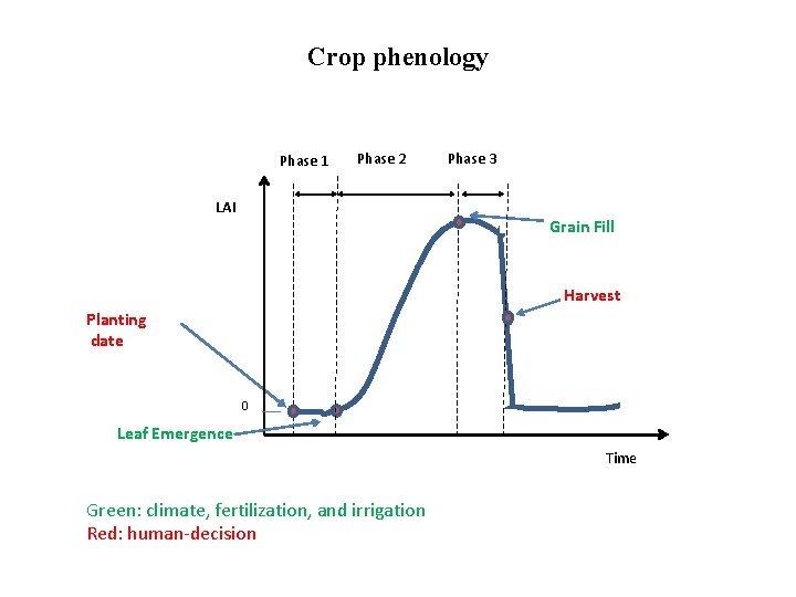 Crop phenology Phase 1 Phase 2 LAI Phase 3 Grain Fill Harvest Planting date