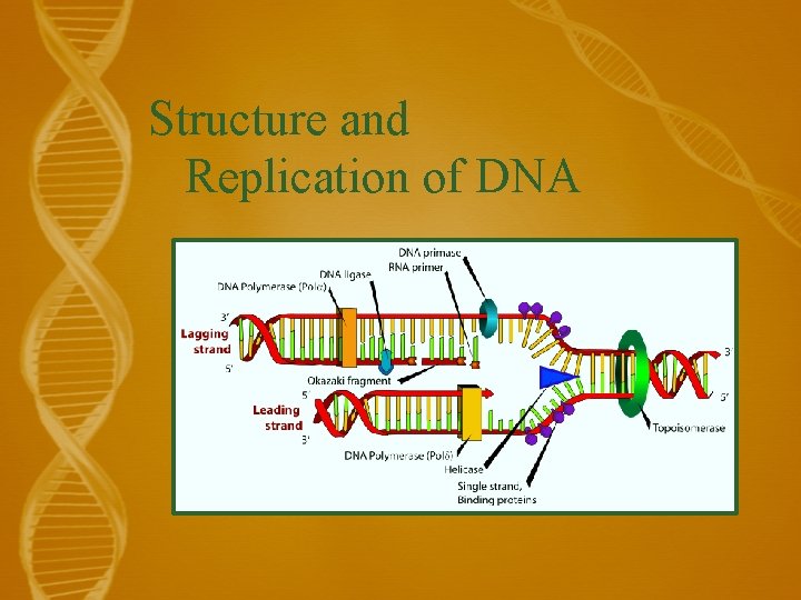 Structure and Replication of DNA 