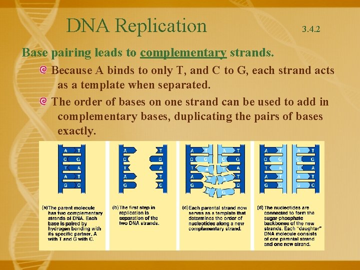 DNA Replication 3. 4. 2 Base pairing leads to complementary strands. Because A binds