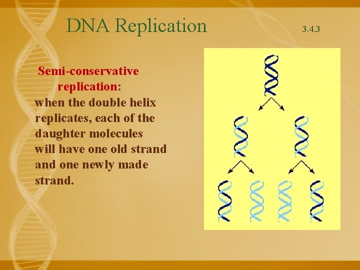 DNA Replication Semi-conservative replication: when the double helix replicates, each of the daughter molecules