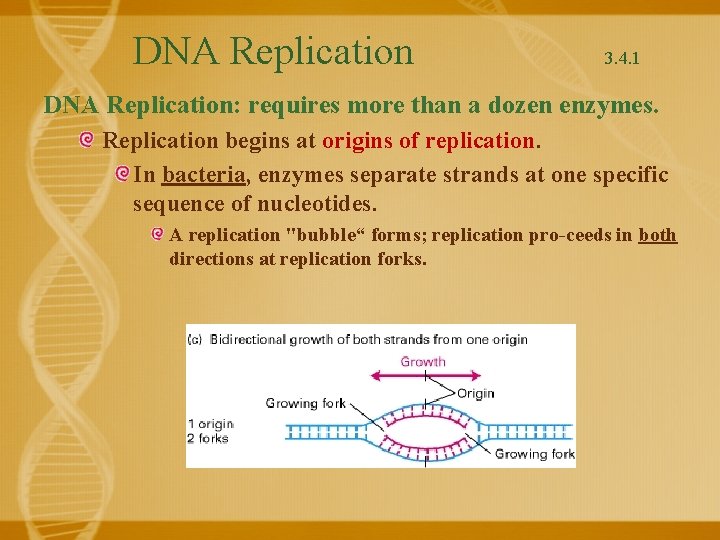 DNA Replication 3. 4. 1 DNA Replication: requires more than a dozen enzymes. Replication