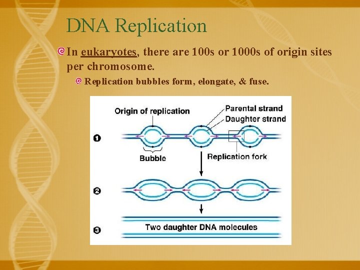DNA Replication In eukaryotes, there are 100 s or 1000 s of origin sites