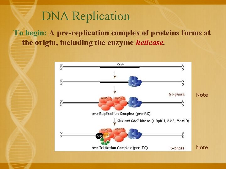 DNA Replication To begin: A pre-replication complex of proteins forms at the origin, including