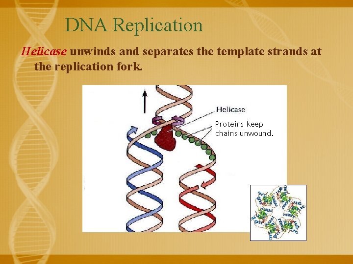 DNA Replication Helicase unwinds and separates the template strands at the replication fork. Proteins