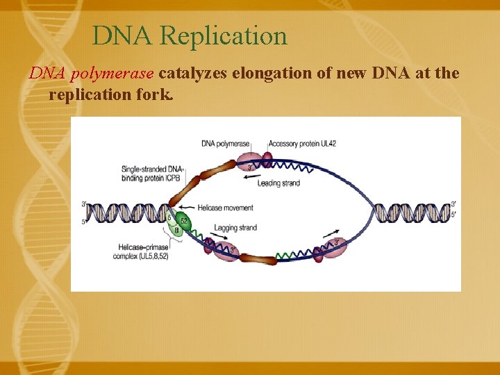 DNA Replication DNA polymerase catalyzes elongation of new DNA at the replication fork. 