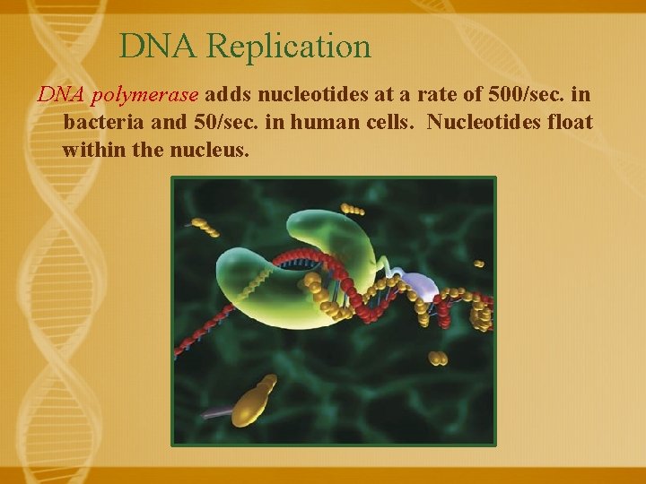DNA Replication DNA polymerase adds nucleotides at a rate of 500/sec. in bacteria and