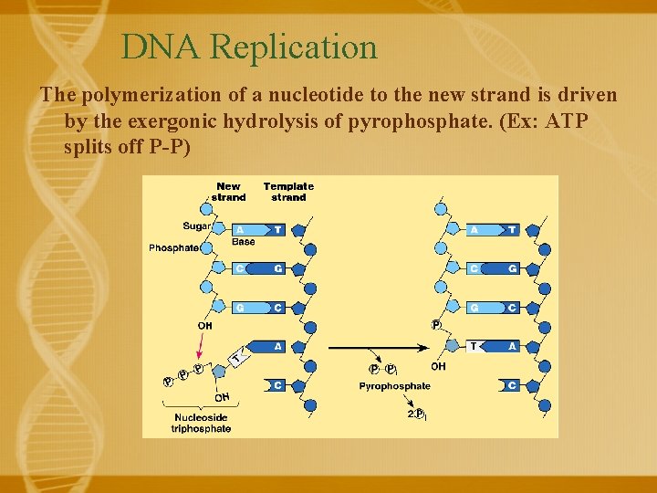 DNA Replication The polymerization of a nucleotide to the new strand is driven by