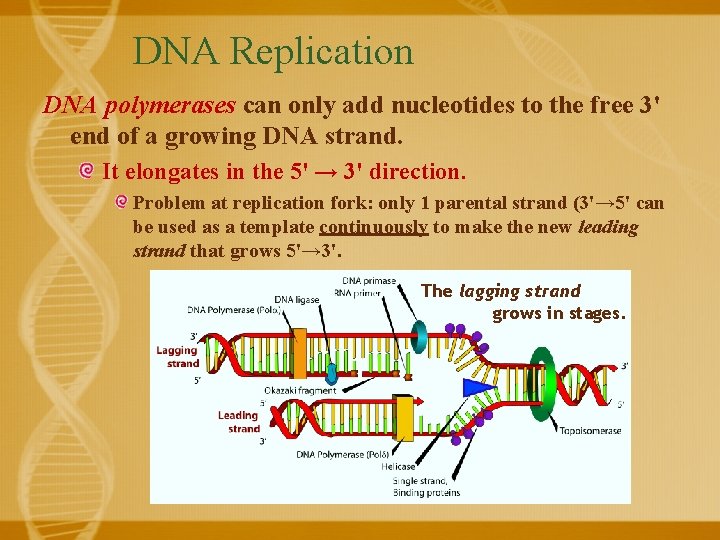 DNA Replication DNA polymerases can only add nucleotides to the free 3' end of