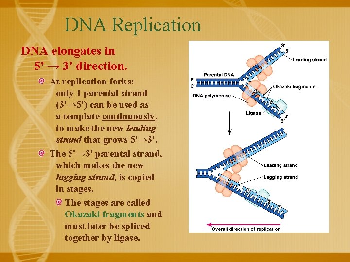 DNA Replication DNA elongates in 5' → 3' direction. At replication forks: only 1