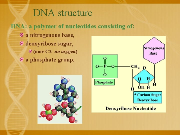 DNA structure DNA: a polymer of nucleotides consisting of: a nitrogenous base, deoxyribose sugar,