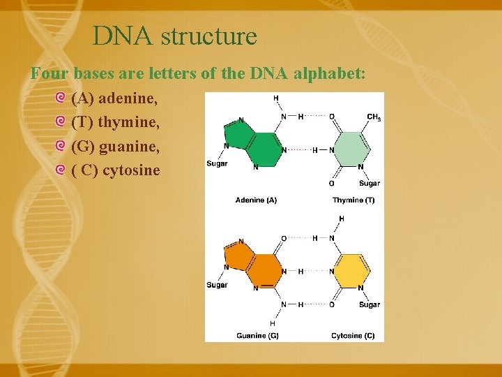 DNA structure Four bases are letters of the DNA alphabet: (A) adenine, (T) thymine,