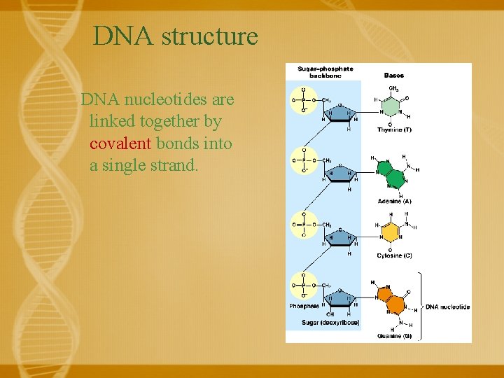 DNA structure DNA nucleotides are linked together by covalent bonds into a single strand.
