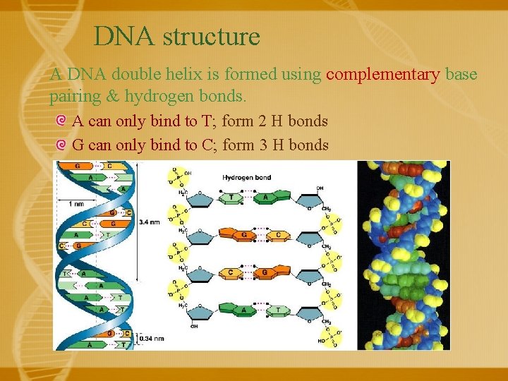 DNA structure A DNA double helix is formed using complementary base pairing & hydrogen
