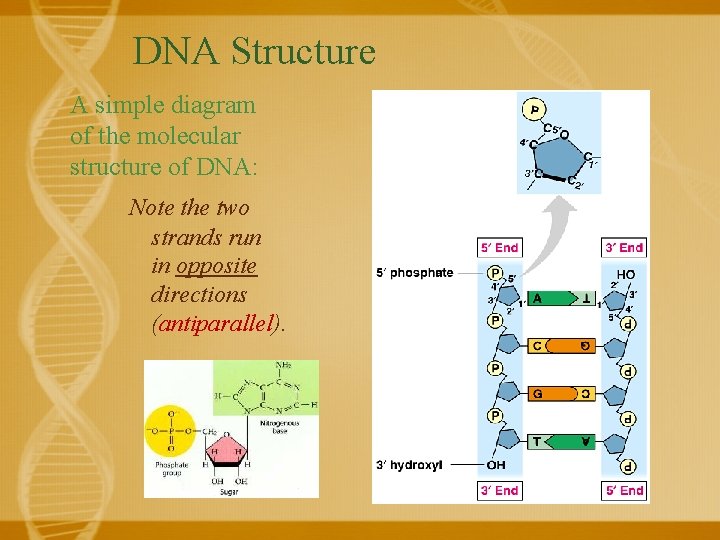 DNA Structure A simple diagram of the molecular structure of DNA: Note the two