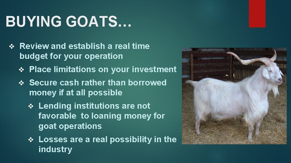 BUYING GOATS… v Review and establish a real time budget for your operation v