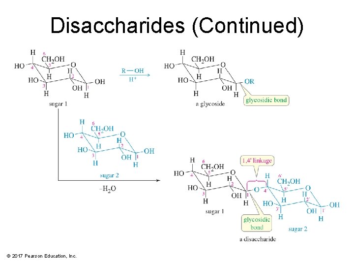 Disaccharides (Continued) © 2017 Pearson Education, Inc. 