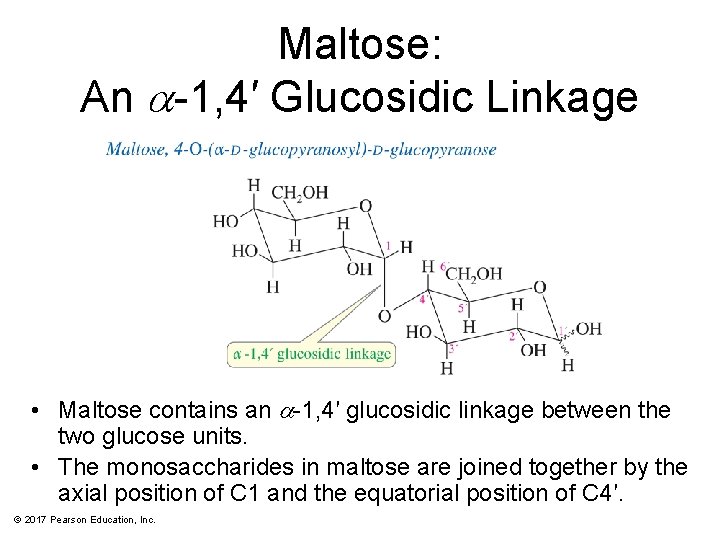 Maltose: An a-1, 4′ Glucosidic Linkage • Maltose contains an a-1, 4′ glucosidic linkage