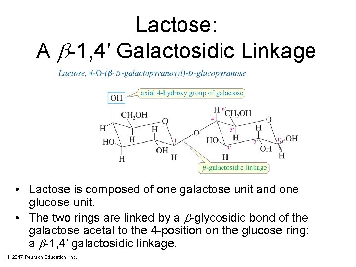 Lactose: A b-1, 4′ Galactosidic Linkage • Lactose is composed of one galactose unit