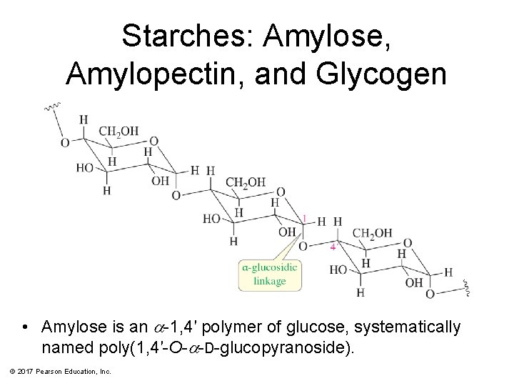 Starches: Amylose, Amylopectin, and Glycogen • Amylose is an a-1, 4′ polymer of glucose,