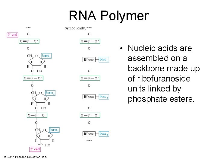 RNA Polymer • Nucleic acids are assembled on a backbone made up of ribofuranoside