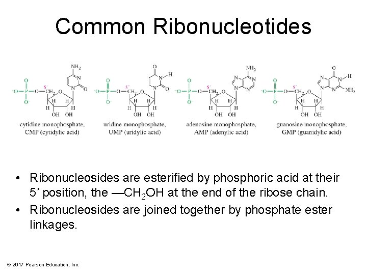 Common Ribonucleotides • Ribonucleosides are esterified by phosphoric acid at their 5′ position, the