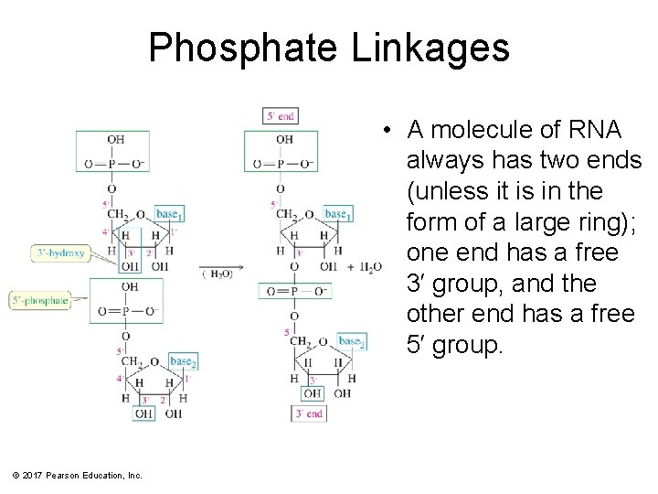 Phosphate Linkages • A molecule of RNA always has two ends (unless it is