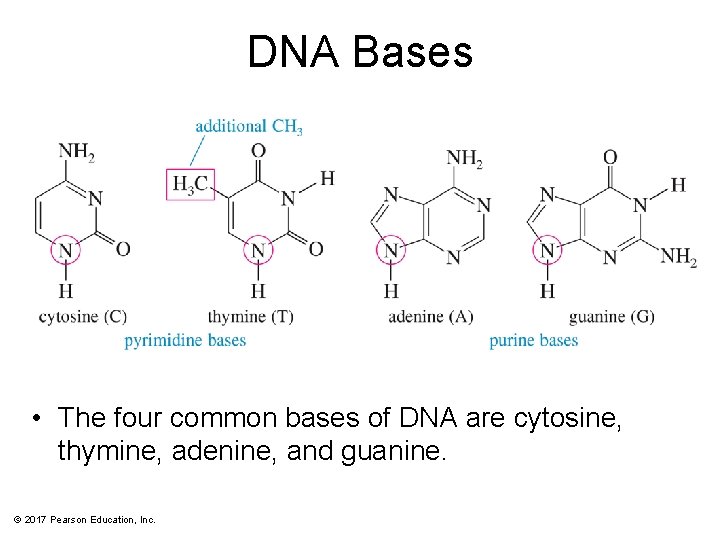 DNA Bases • The four common bases of DNA are cytosine, thymine, adenine, and