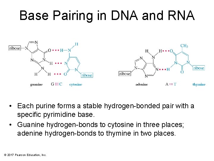 Base Pairing in DNA and RNA • Each purine forms a stable hydrogen-bonded pair
