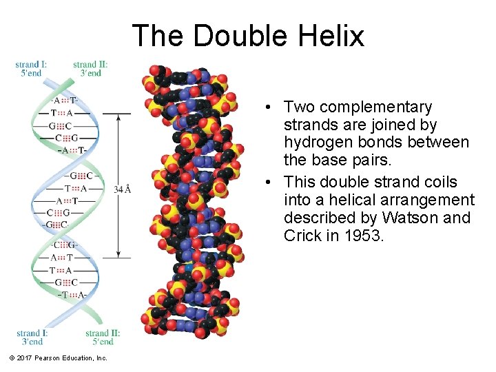 The Double Helix • Two complementary strands are joined by hydrogen bonds between the