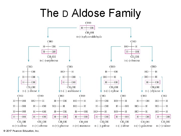 The D Aldose Family © 2017 Pearson Education, Inc. 