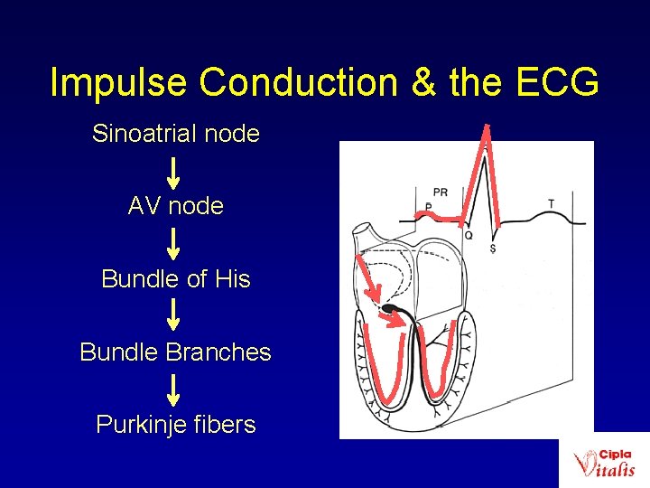 Impulse Conduction & the ECG Sinoatrial node AV node Bundle of His Bundle Branches