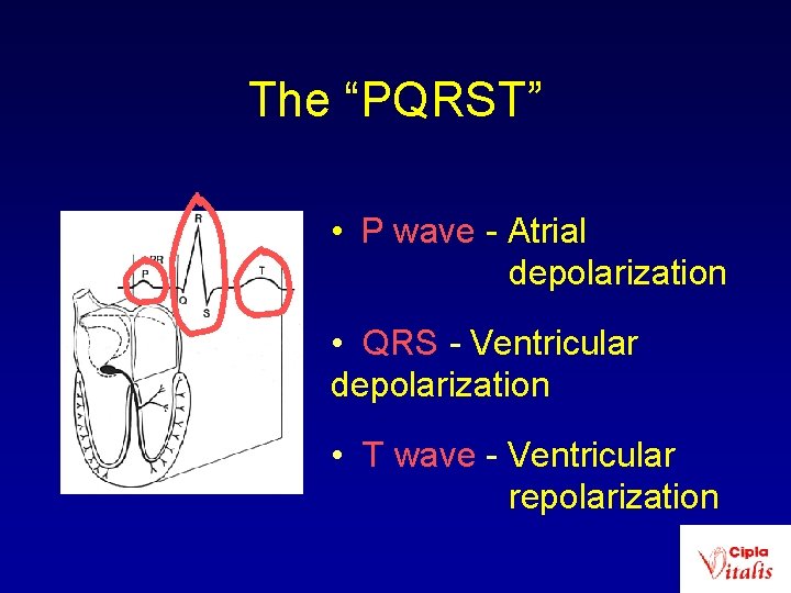 The “PQRST” • P wave - Atrial depolarization • QRS - Ventricular depolarization •