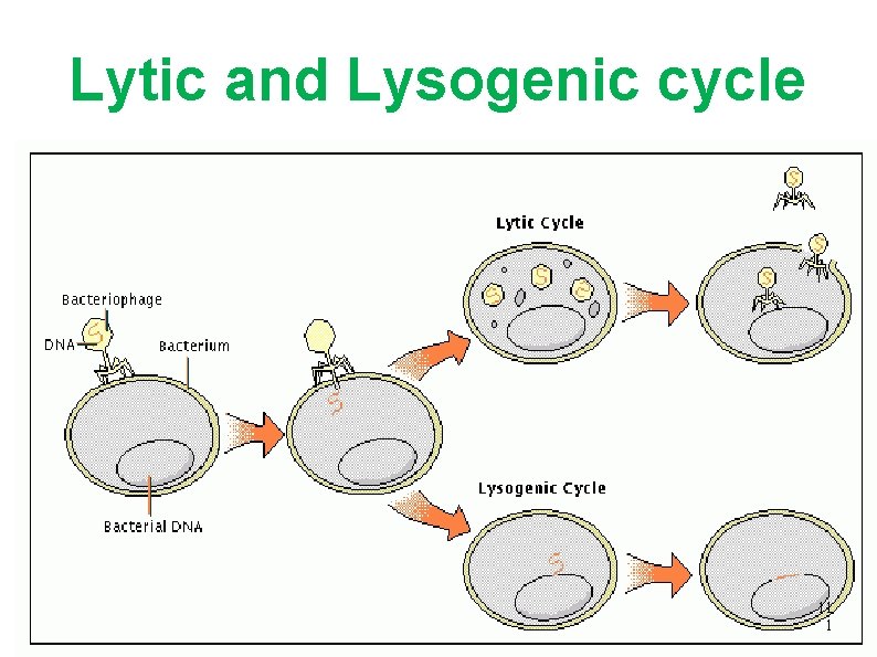 Lytic and Lysogenic cycle 111 1 
