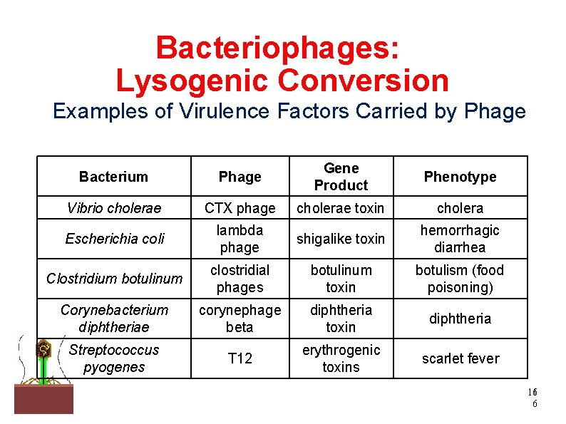 Bacteriophages: Lysogenic Conversion Examples of Virulence Factors Carried by Phage Bacterium Phage Gene Product
