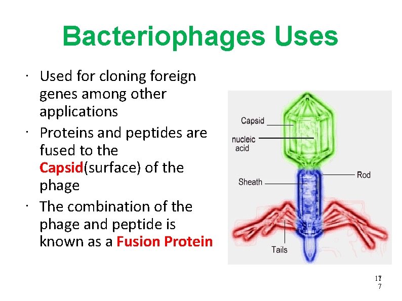 Bacteriophages Uses • • • Used for cloning foreign genes among other applications Proteins