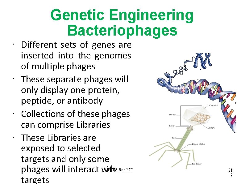 Genetic Engineering Bacteriophages • • Different sets of genes are inserted into the genomes