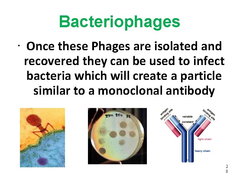 Bacteriophages • Once these Phages are isolated and recovered they can be used to