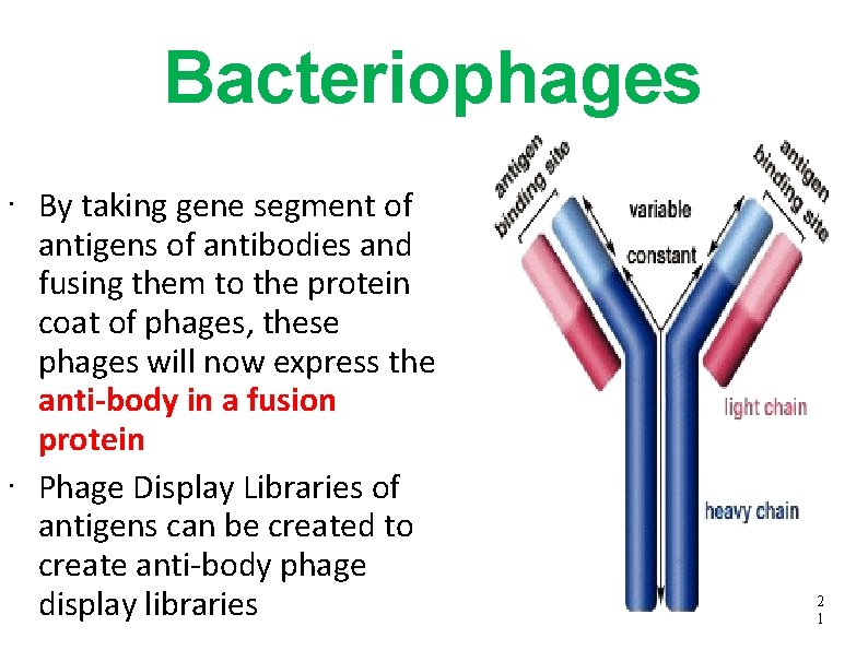 Bacteriophages • • By taking gene segment of antigens of antibodies and fusing them