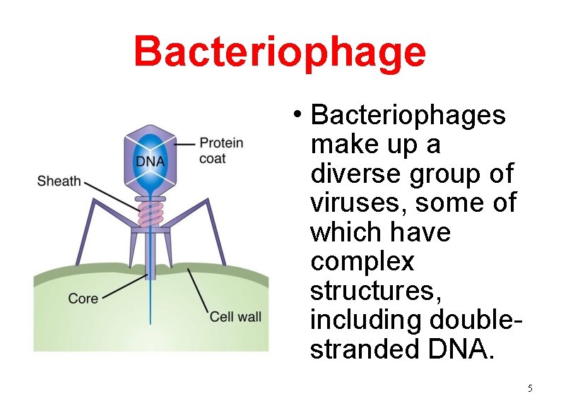 Bacteriophage Bacteriophages make up a diverse group of viruses, some of which have complex