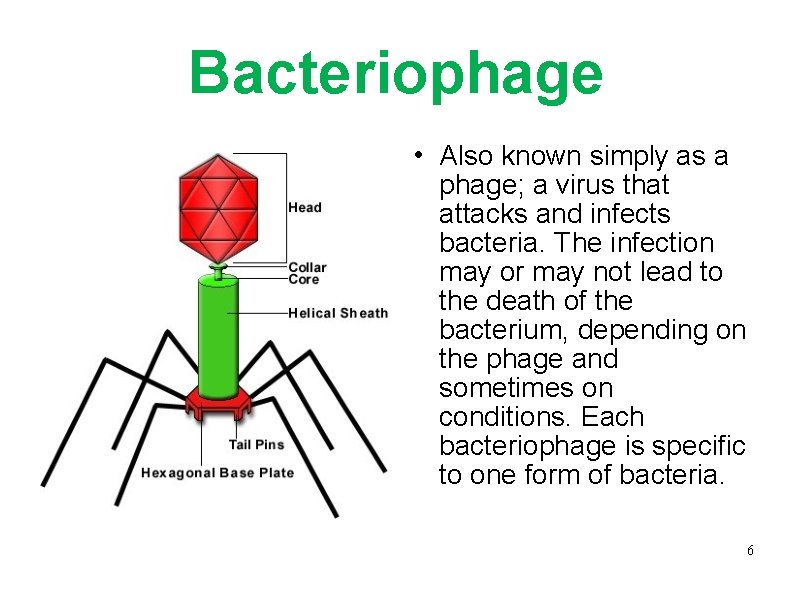 Bacteriophage Also known simply as a phage; a virus that attacks and infects bacteria.