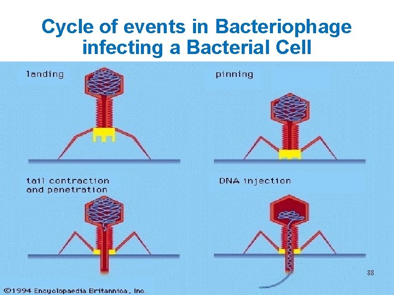 Cycle of events in Bacteriophage infecting a Bacterial Cell 88 