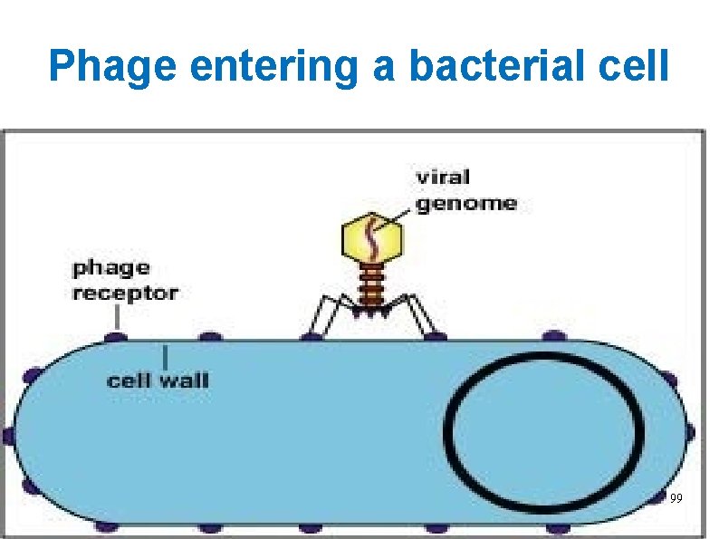 Phage entering a bacterial cell 99 