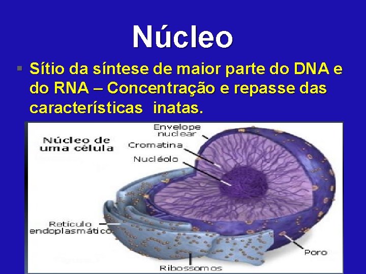 Núcleo § Sítio da síntese de maior parte do DNA e do RNA –