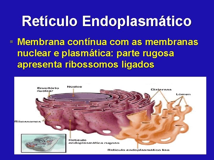 Retículo Endoplasmático § Membrana contínua com as membranas nuclear e plasmática: parte rugosa apresenta