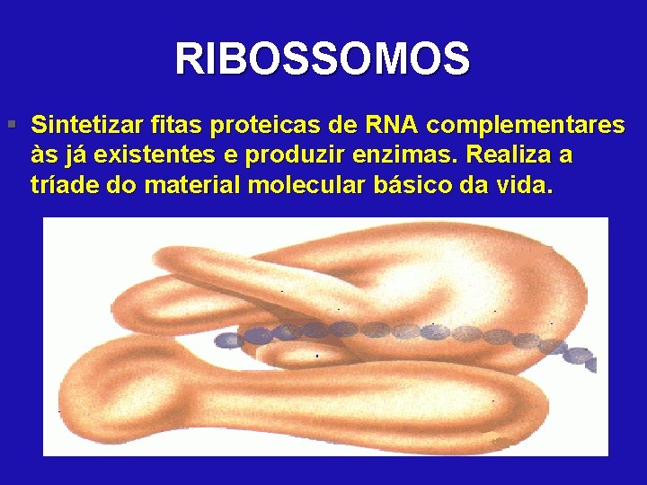 RIBOSSOMOS § Sintetizar fitas proteicas de RNA complementares às já existentes e produzir enzimas.