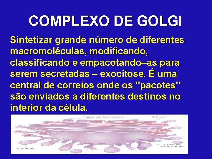 COMPLEXO DE GOLGI Sintetizar grande número de diferentes macromoléculas, modificando, classificando e empacotando–as para