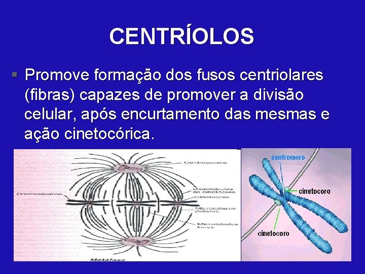 CENTRÍOLOS § Promove formação dos fusos centriolares (fibras) capazes de promover a divisão celular,
