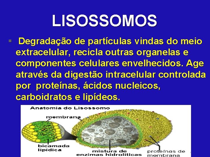 LISOSSOMOS § Degradação de partículas vindas do meio extracelular, recicla outras organelas e componentes
