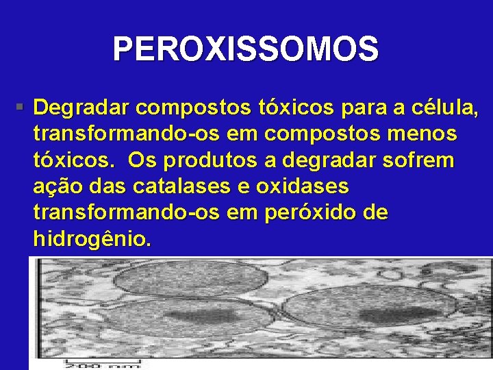 PEROXISSOMOS § Degradar compostos tóxicos para a célula, transformando-os em compostos menos tóxicos. Os